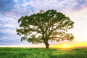 Wisdom Explored – Four Elements of Cultivating Wisdom